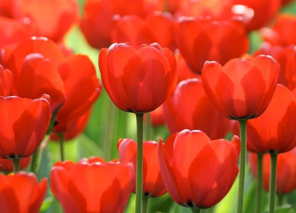 Achieve More Continuous GOOD ON Time